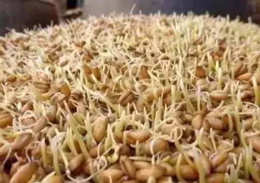 钓鲤鱼用这3样东西，鲤鱼看见就咬钩，方圆几十米大鱼聚集！