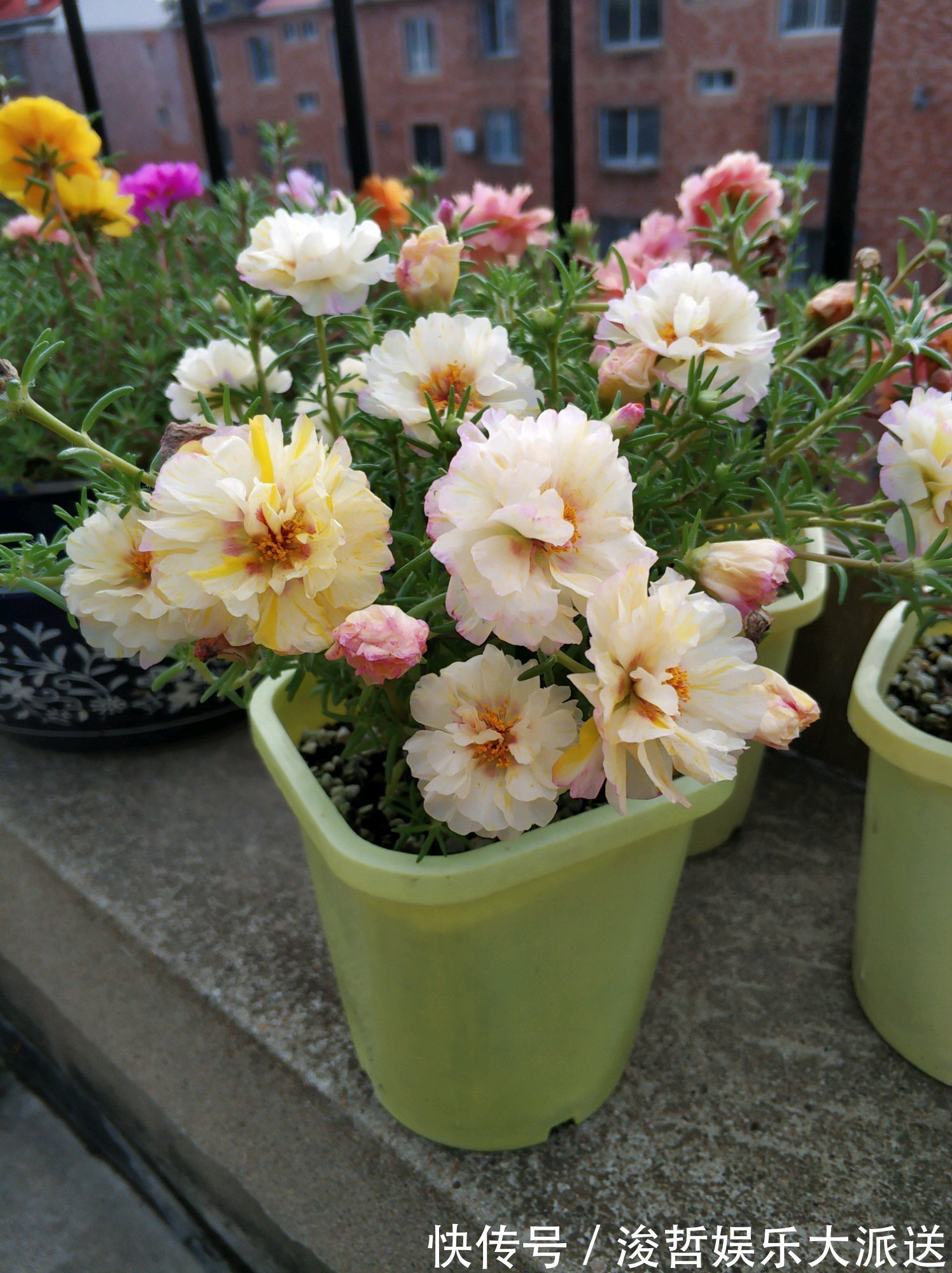 漂亮|最好养的花,丢土里就能活,漂亮似牡丹,全年开花爆盆,值得拥有