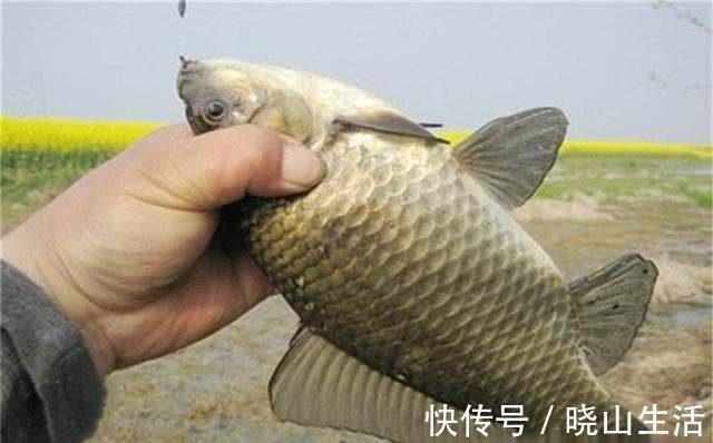 酒米|春钓大板鲫,民间这两种钓法最优秀,钓大鲫鱼更容易