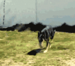 |搞笑段子王：别人坐电梯是站着上的，为何这位兄弟非要躺着上去呢