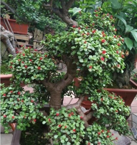 老桩|家里养什么花好这3种,爱开花,年年旺,一年比一年价值高