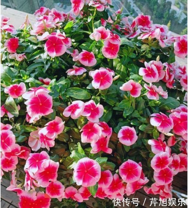 阳台上|4种漂亮花,个个美得冒泡,现在养正合适,直接开成花海