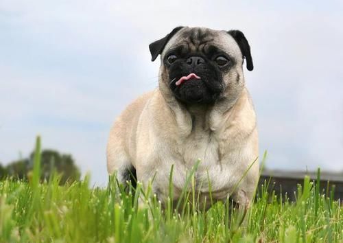 如果不定期给巴哥犬挤肛门腺 后果很严重 快资讯