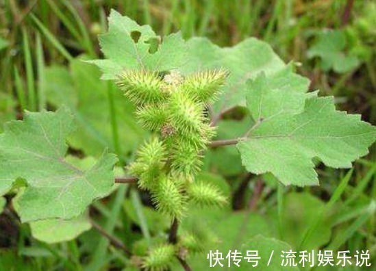 小能手|鼻炎的“天敌”找到了,早晚抹一点,鼻炎不再扰,现在知道还不晚