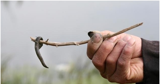 水蛭|农村老人说把蚂蝗烧成灰,把灰放在水里,就能长出小蚂蟥,真的吗