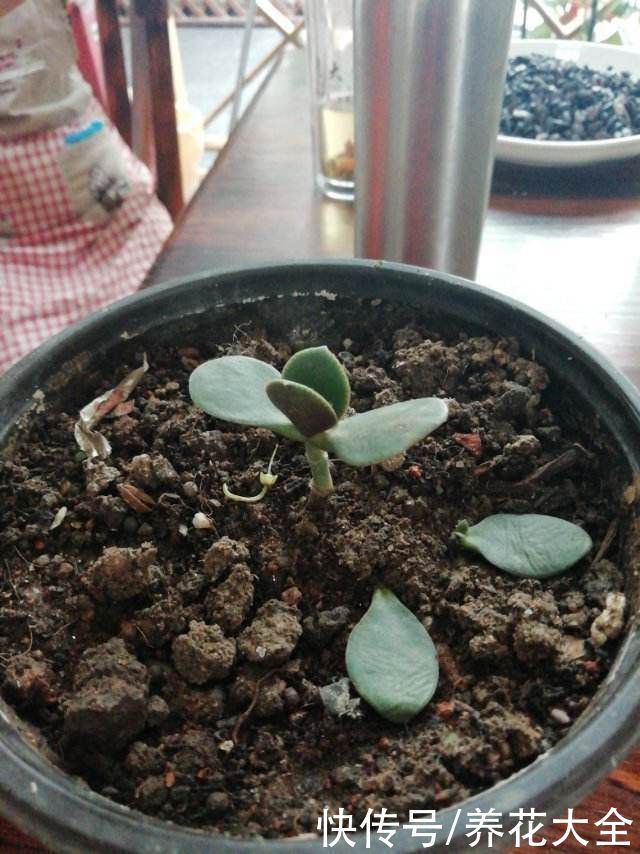 剪片叶子，放土里就能长出一盆，这4种花养到就是赚到