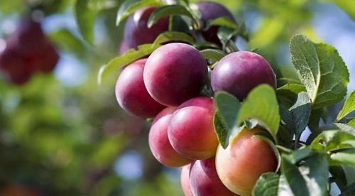 肠胃|晚上坚持吃3种碱性食物，轻松排出肠胃毒素，告别身上三层肥肉！