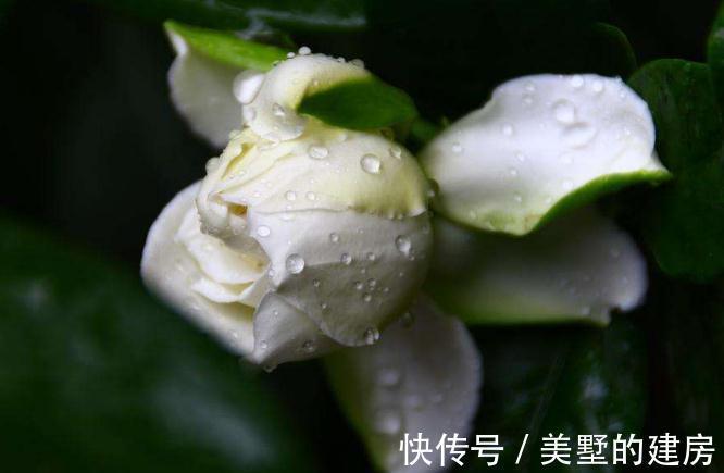 栀子花|农历7月24号起，最适合养这些花，花朵一串串，花苞蹿全枝