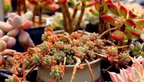 珍珠|养多肉植物,做到此3点,叶子圆润如珍珠,色似糖果五颜六色