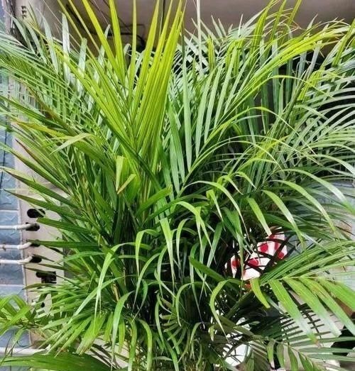 家庭养花,健康排在第一位,四种树随便放一种,吸甲醛效果强