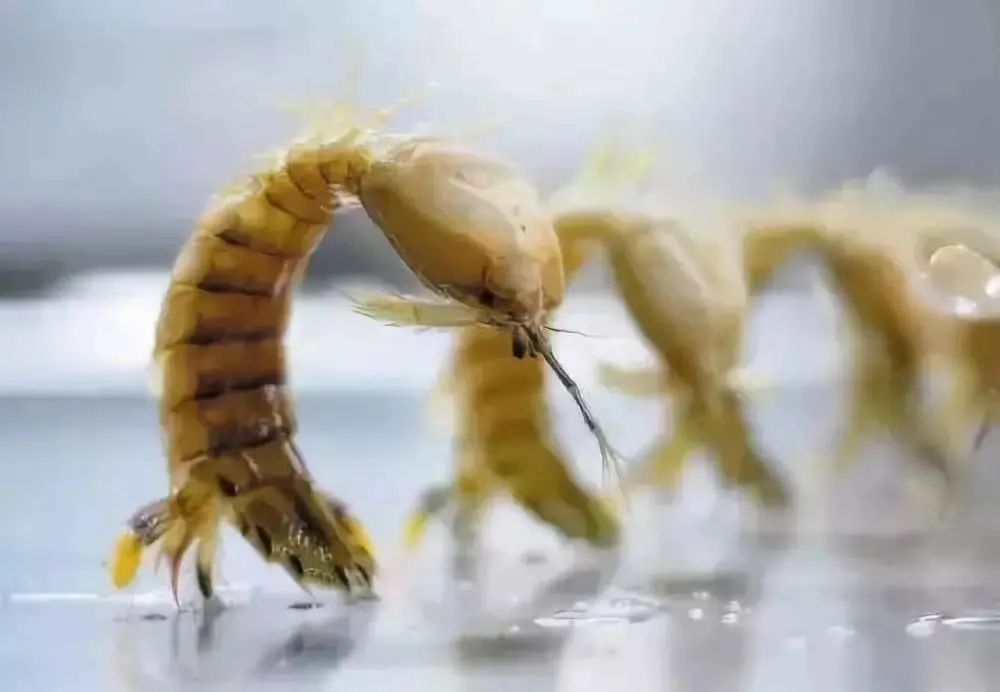 梭子蟹|此时的莱州，真鱻！