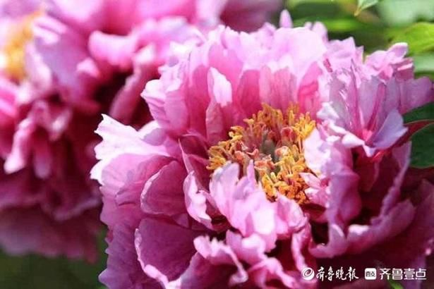 泉城公园牡丹园花都开好了，朵朵娇艳吸睛无数