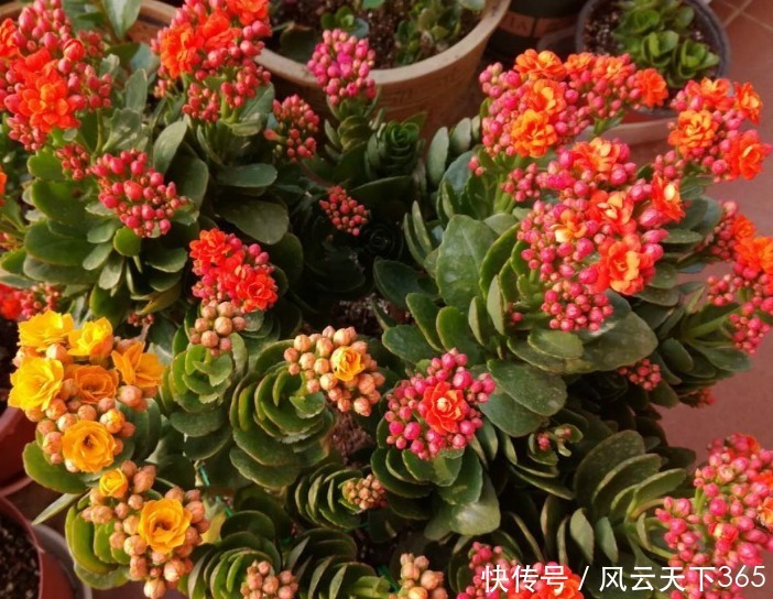 5月养长寿花，做好2件事，12月枝头满花苞，2年变老桩