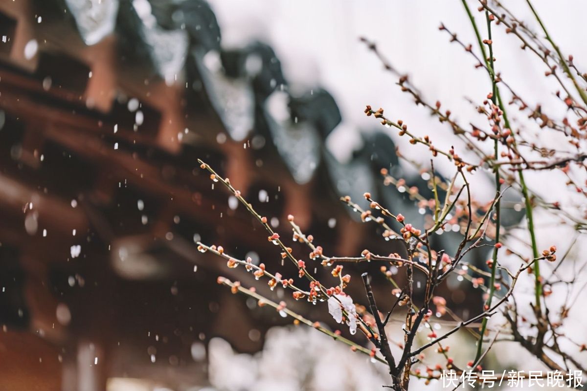  夜光杯|夜光杯 大雪