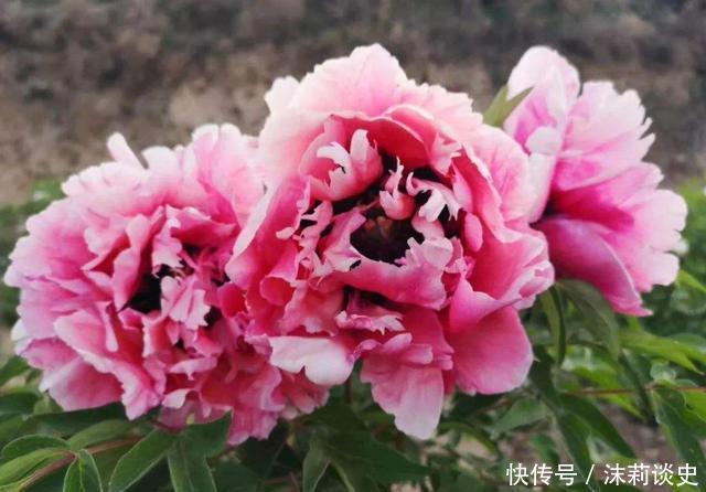 家养几款花卉,不用费心,就能长的特别好,颜值超高超美的