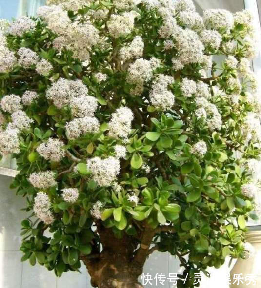 6种植物,花开富贵“好兆头”,能养开花是“高手”,你家有吗?