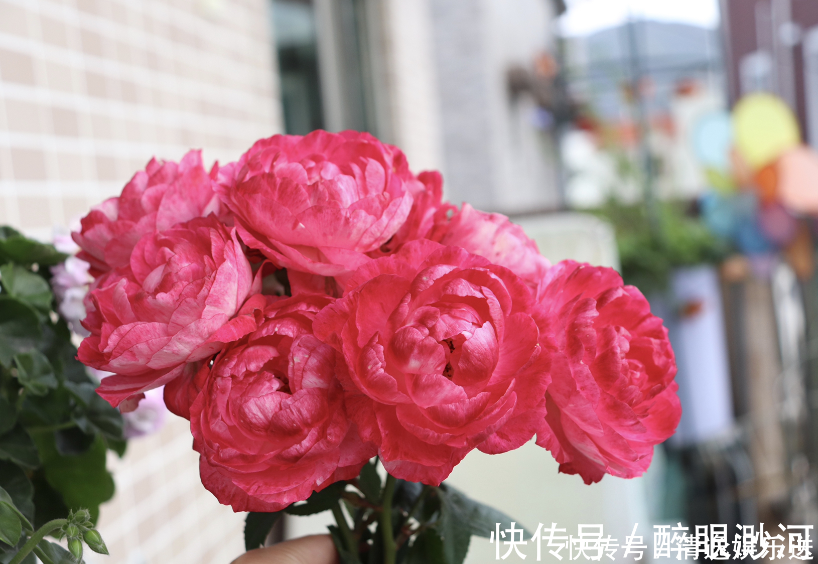 花型|这4款花卉超喜水,丢水不管不问,花叶轻松爆满盆,花朵美艳迷人