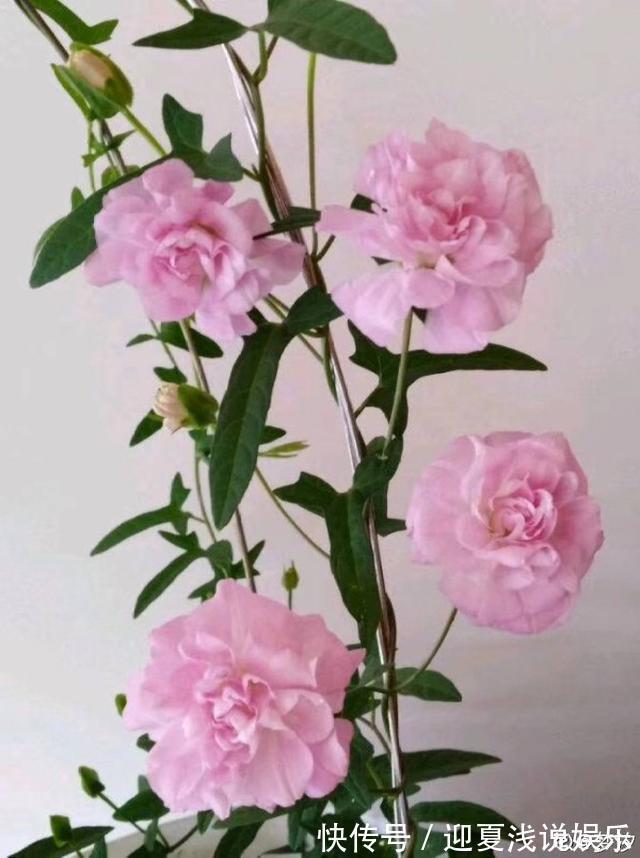 堪称生物入侵的花,千万别在家养,泛滥了可不好收拾