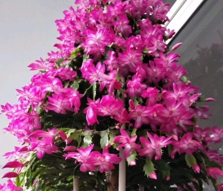 蟹爪兰爱吃“糖”，7天1次，花苞冒出来，满盆都是大花朵！