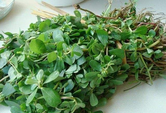 酒泡马齿笕,白发变黑发,巧治4种“常见病”,聪明人早就学会了