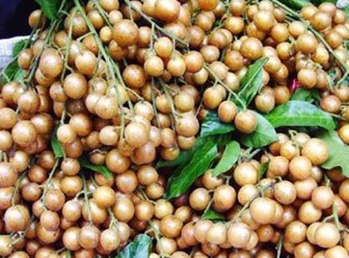 消炎|晚上当零食吃几颗,一个月下来,止咳化痰,消炎杀菌,夏天不咳嗽