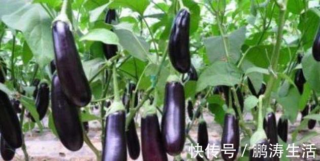 禁忌|常吃茄子好处多，但却不能乱吃，茄子的1大禁忌，还有人不了解