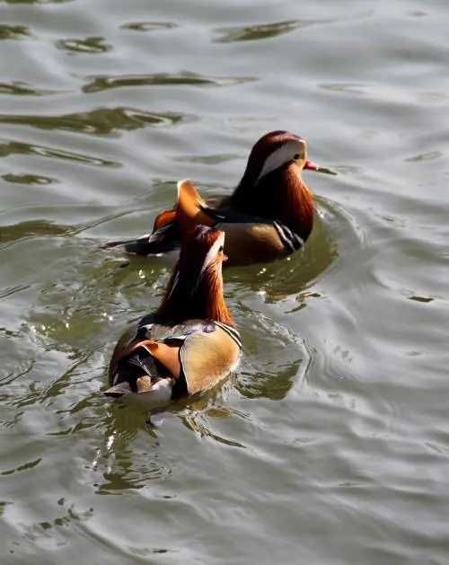 约定$我和秋天的约定