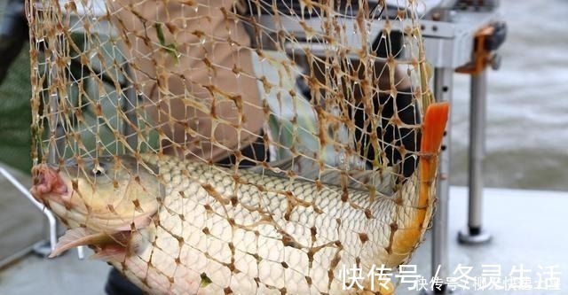 雪花粉|在家自制搓饵并不难，买点小鸡饲料，再加这2物就行了！