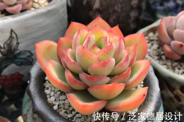 颗粒|平常翠翠红红,出状态之后妖妖艳艳,这种多肉名字还好听,叫晨露