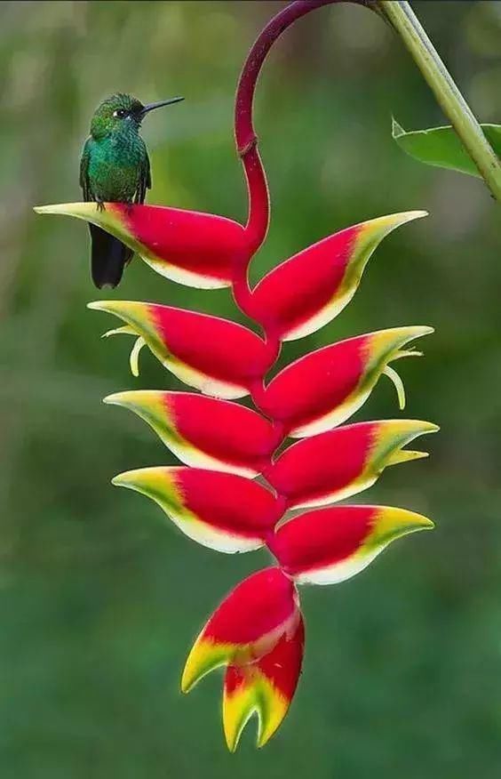 太太太漂亮了,绝对没有见过,发到群里,朋友们会爱死你的!