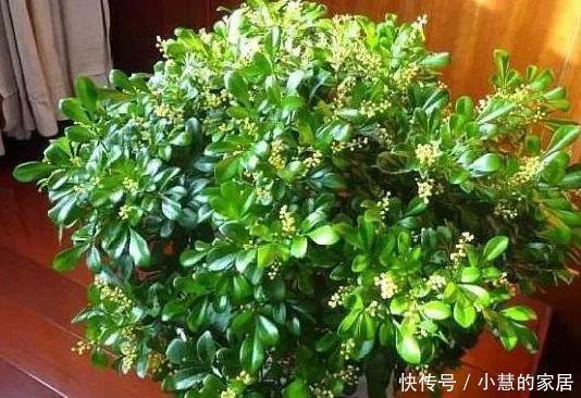 价钱|花市3种树，讨1根枝条插水里，10天冒白根，花开培养成老桩