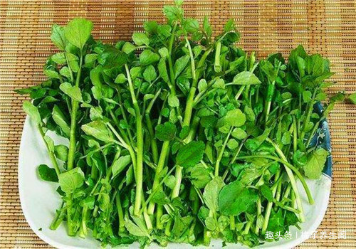 苜蓿菜|女性不愿早衰，常食四種食物，美容養顏，滋補身體，早知早好