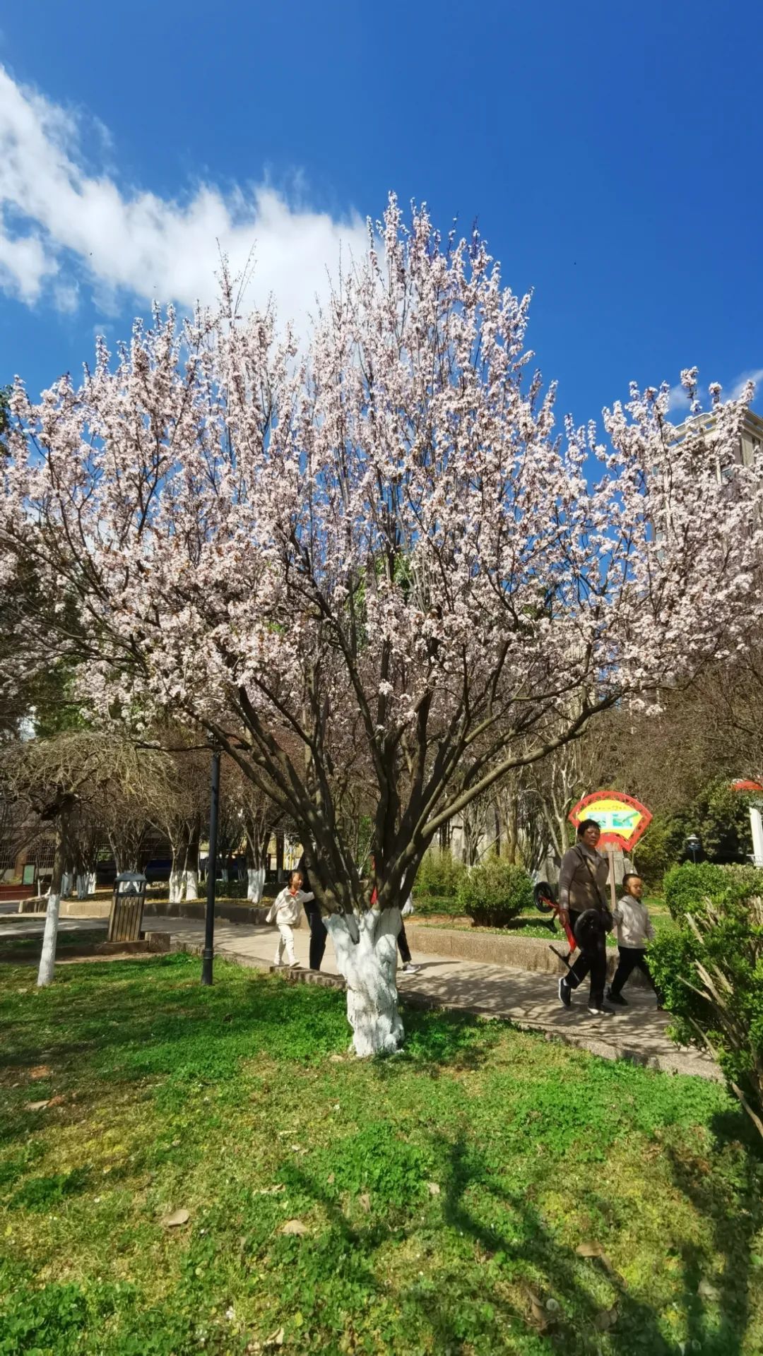 太平新城赏花地图新鲜来袭，一起看这“花花世界”