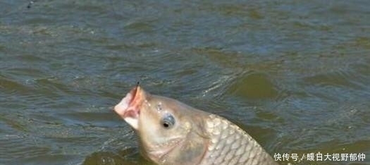 水面|夏季作钓需要做出的七大调整