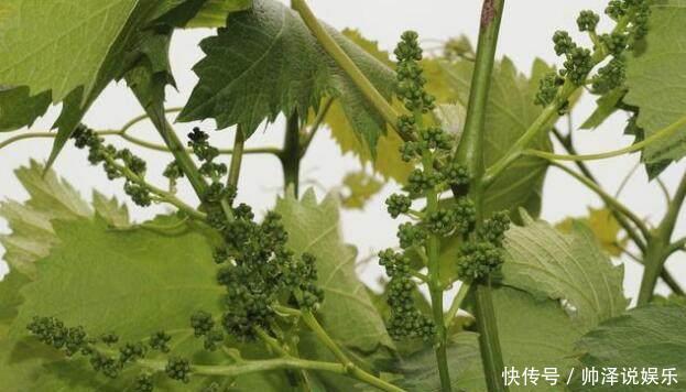 葡萄花期要注意花序 处理好能增产 很多人都大意了 快资讯