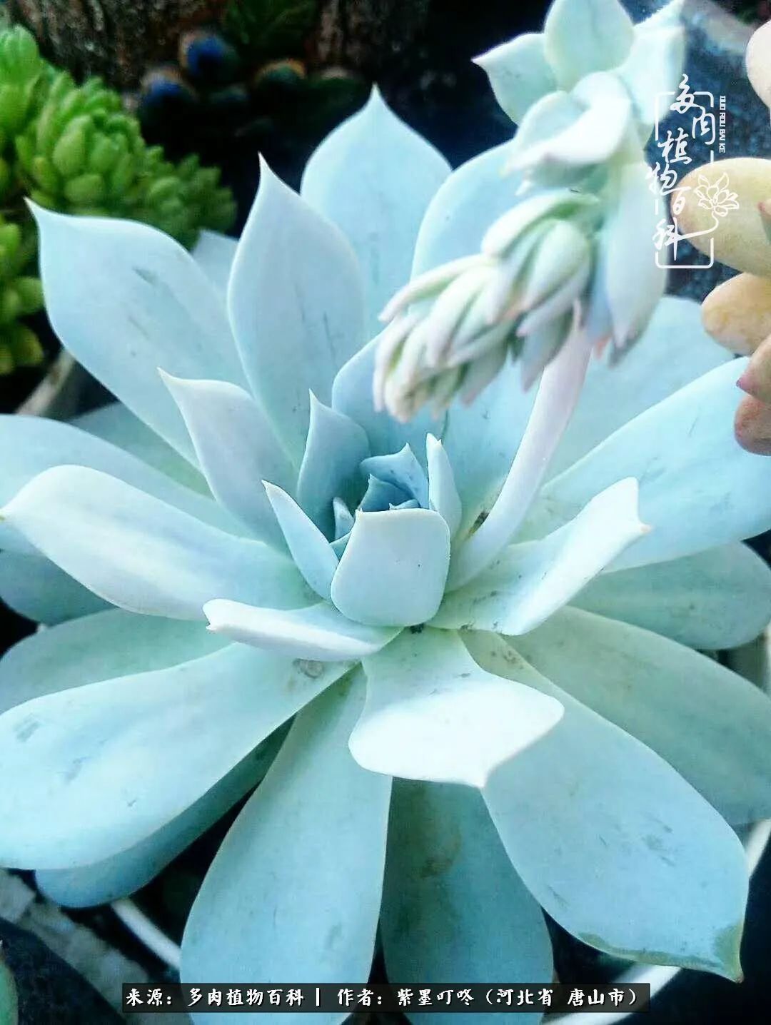 从平凡中寻找美感,从噪杂中寻找宁静——多肉给予我的心灵疗愈!