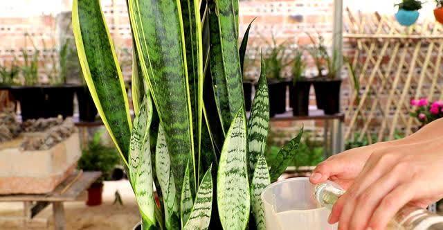 “两种水”不能浇花,已被花友列入“黑名单”,别再继续“作”了