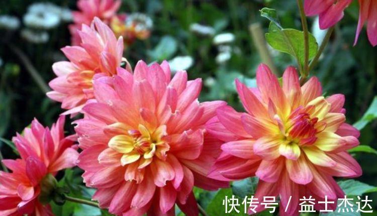 大丽花|4种花是懒人福音,丢在水里就会疯长,新手都能养爆盆