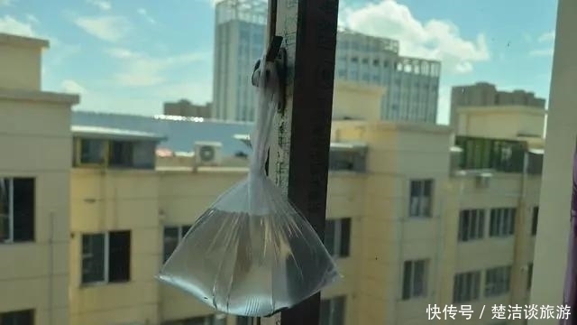 蚊子|今天才知道,驱蚊方法很简单,不用点蚊香,家里一只蚊子都没有