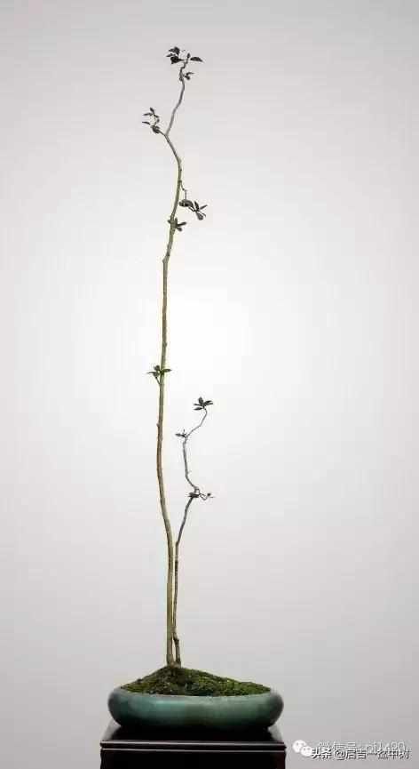 一粗一细|盆景双杆,一高一矮、一粗一细,苍龙教子之势