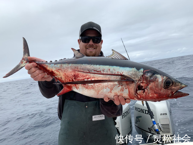 深海船|深海船钓的时候,钓上来的鱼为什么要立马放血?