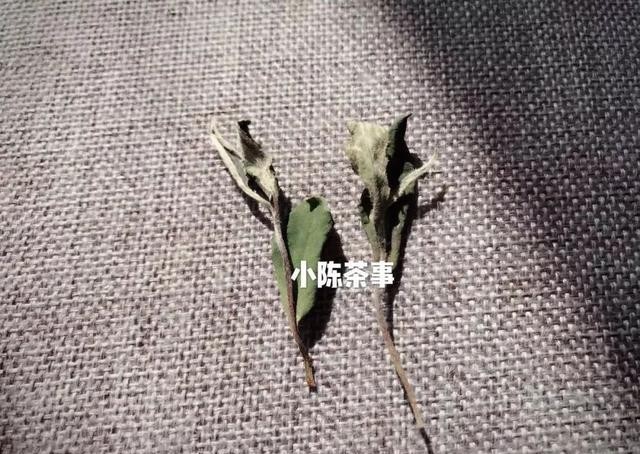 曲解|白牡丹剥了针，就成了寿眉？是谁还在不断曲解白茶？