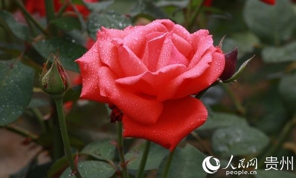 村民|贵州农博园：玫瑰花开游人醉 村民致富乐开花
