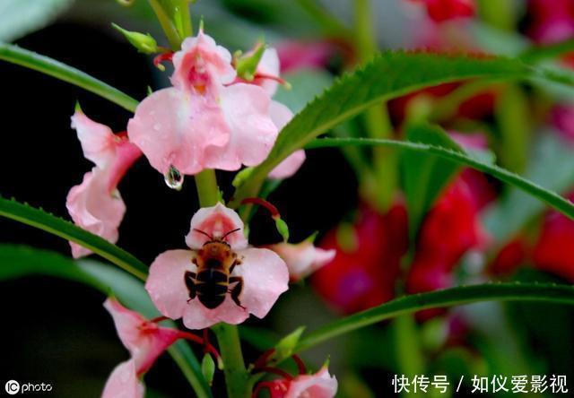 这种花是天然“染发剂”,阳台种几盆,白发去无踪