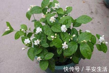最厉害的养花营养液给茉莉花喝一勺,花苞呼呼长,清香飘满屋