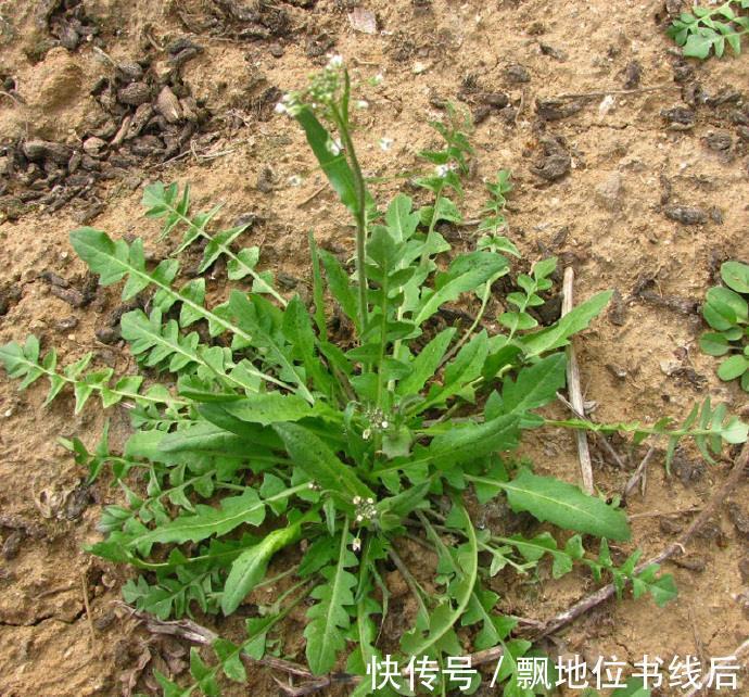 苦菜|5种“高钙”菜,农村常见,营养高口感好,却被当成了杂草,可惜