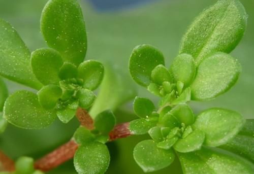利脏器|女性想要身体好,秋季推荐3种食物,排毒清肠,刮油消除小赘肉