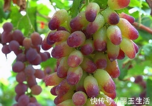 夏季养生|夏季养生,女性不妨常吃3种食物,滋养肌肤,排毒抗衰老