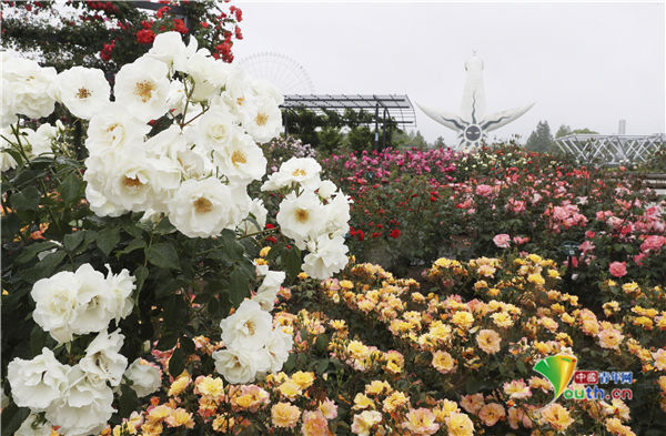 公园|日本公园鲜花五颜六色 玫瑰花盛开美如画