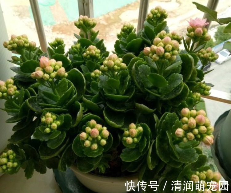 新芽|夏季的长寿花,做好“二少二不缺”,植株健壮不黑腐,新芽能翻倍